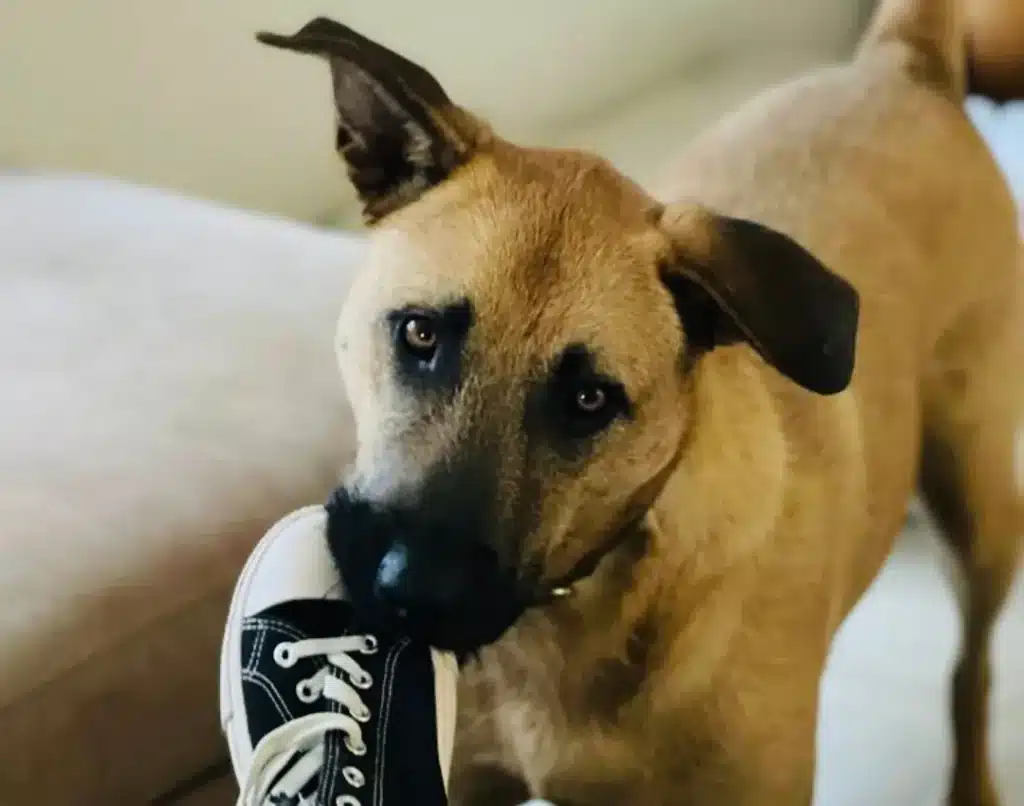 dog with shoe