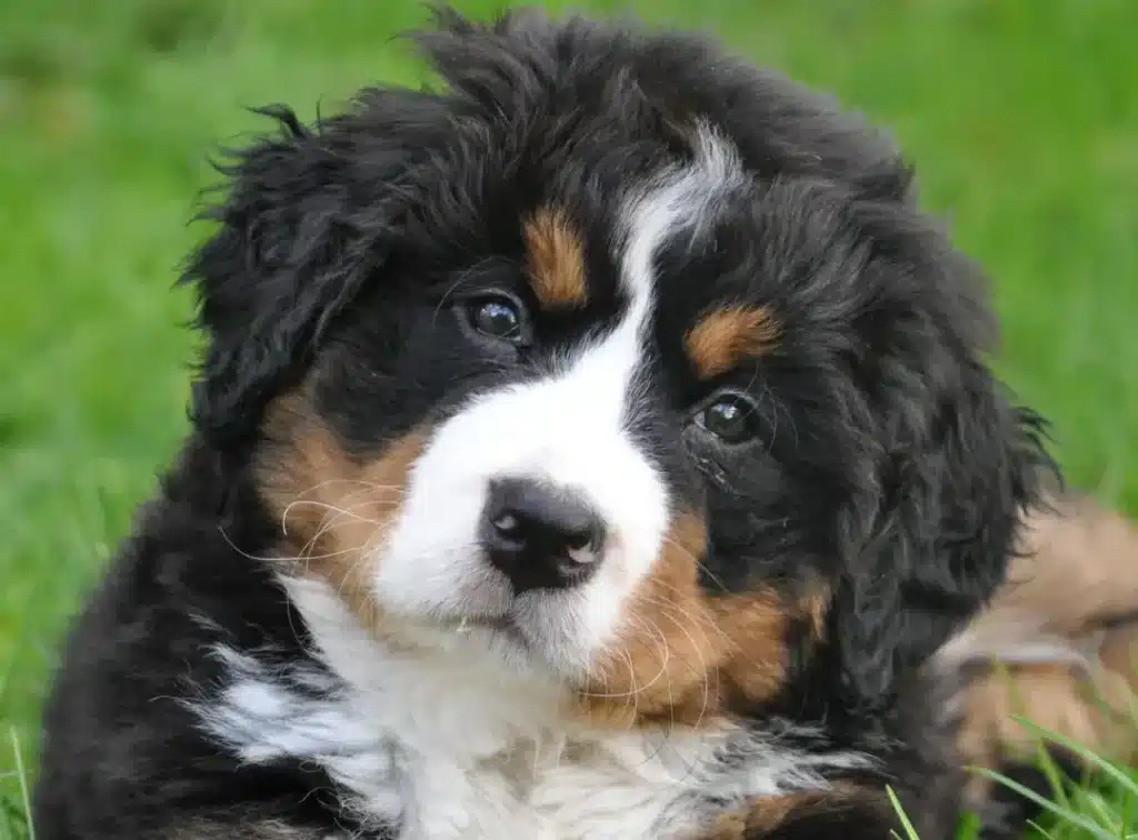 puppy looking goreous puppy looking goreous