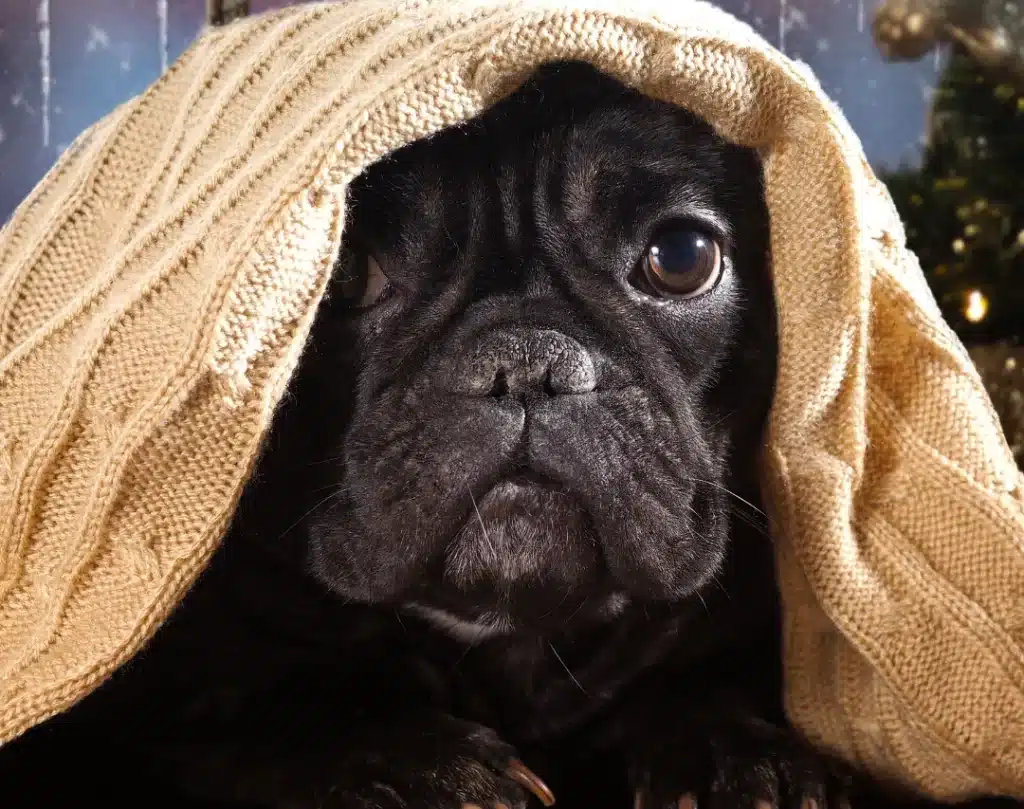 puppy with blanket over him