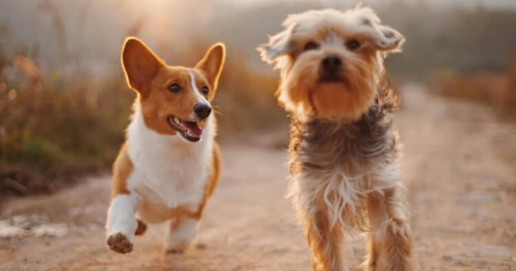 Two male dogs running