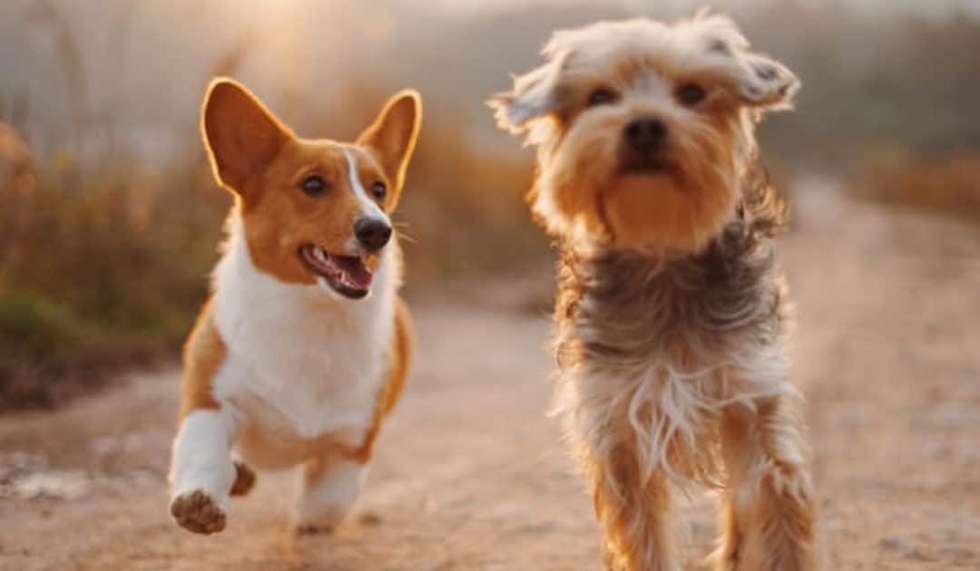 Male dogs are more aggressive than females – fact or fiction?