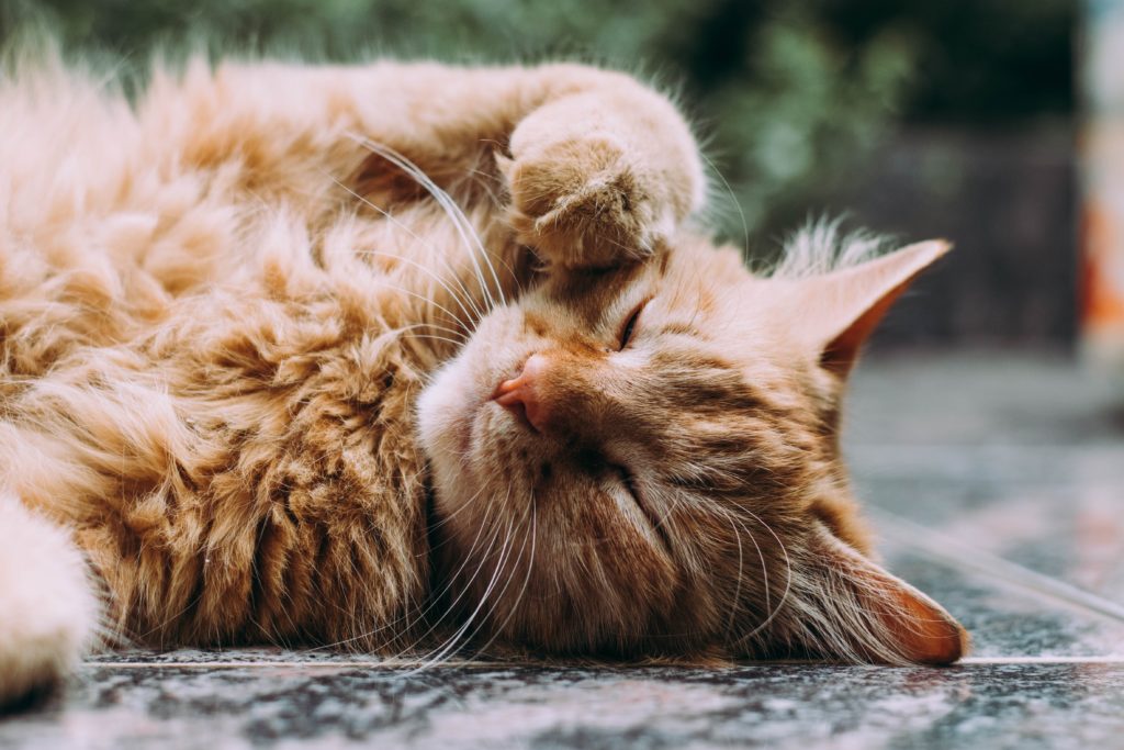 10 Tips to Keep your Cat's Coat Healthy