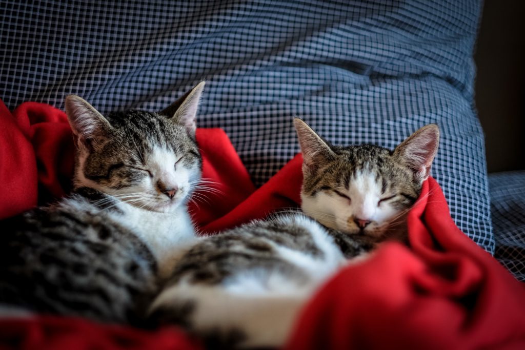 Desexing of your cat or kitten Desexing of your cat or kitten