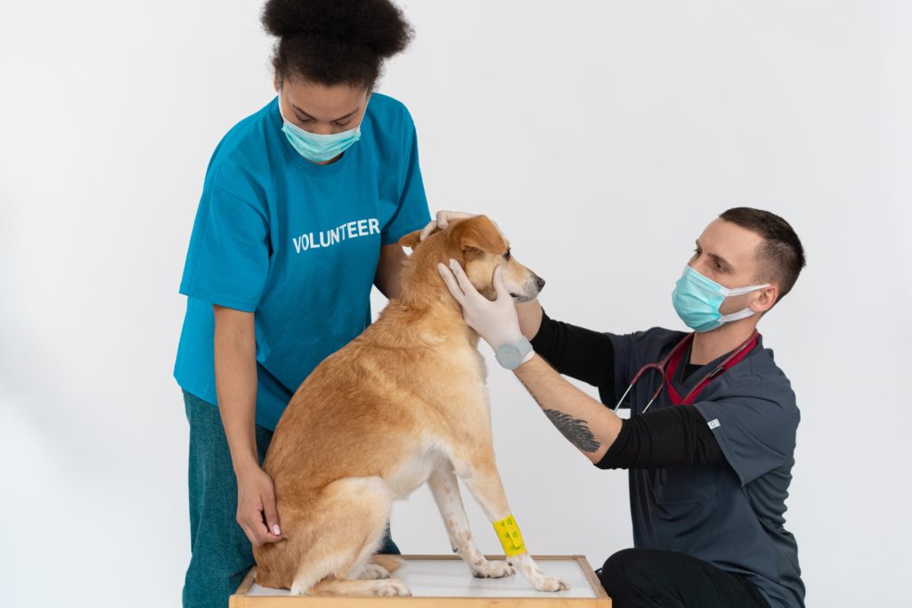 pexels-mikhail-nilov-7474550 How to Keep Your Pet Calm and Comfortable During Vet Visits