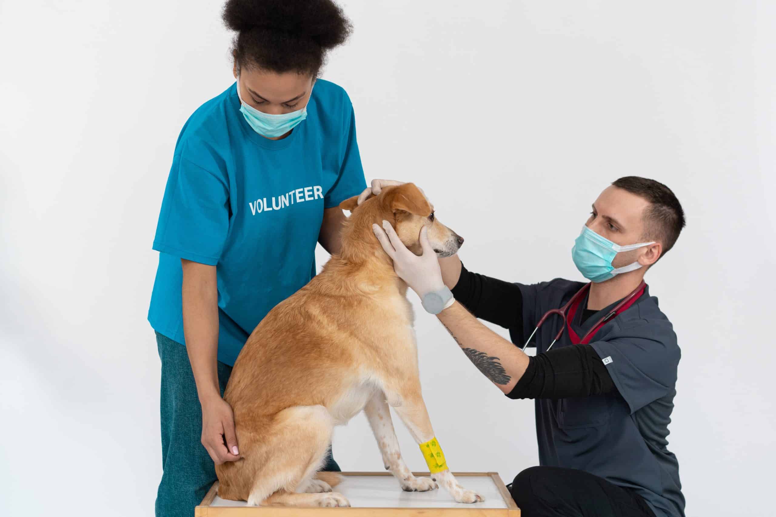 Kaip išlaikyti savo augintinį ramų ir patogią apsilankymų pas veterinarą metu – Vetmed