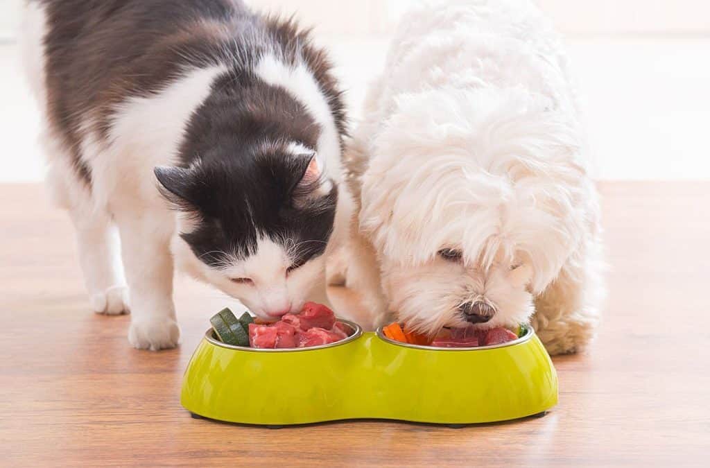 Little dog maltese and black and white cat eating natural, organic food from a bowl at home