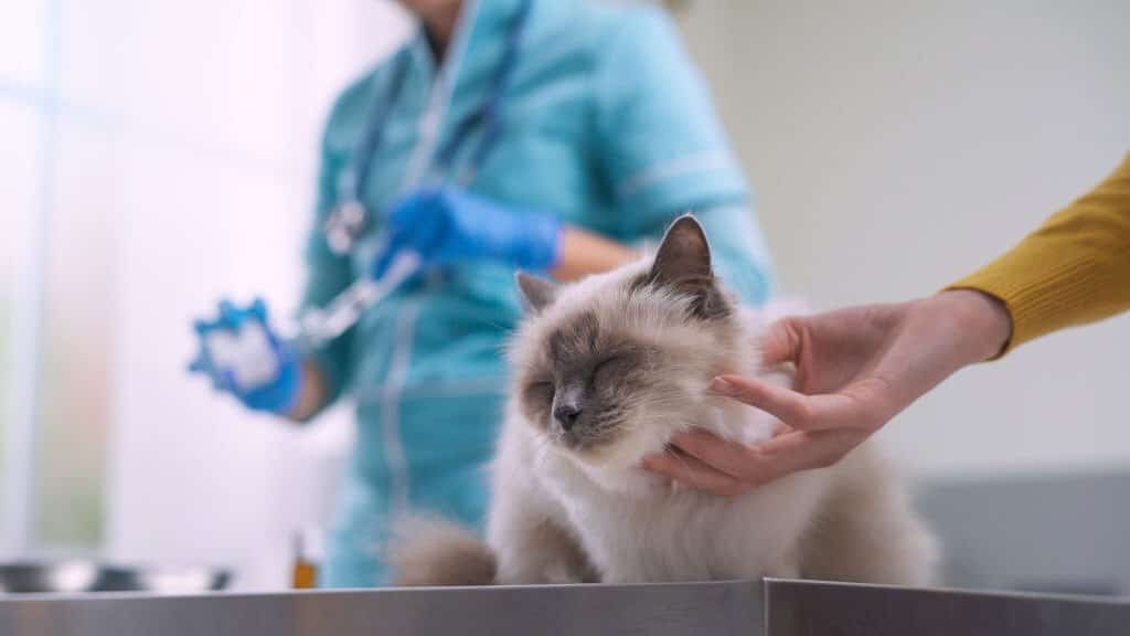 Professional vet giving an injection to a cat, the owner is cuddling the pet