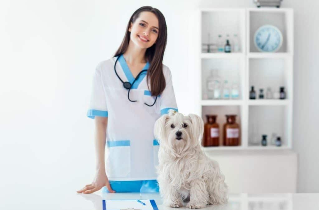 Comprehensive Veterinary Care