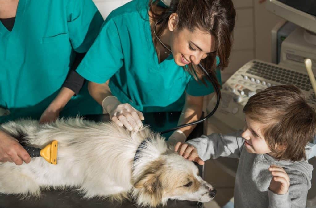 Comprehensive Veterinary Services
