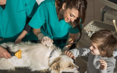 Comprehensive Veterinary Services, Pet Grooming, and Cat Vaccinations on the Northern Beaches