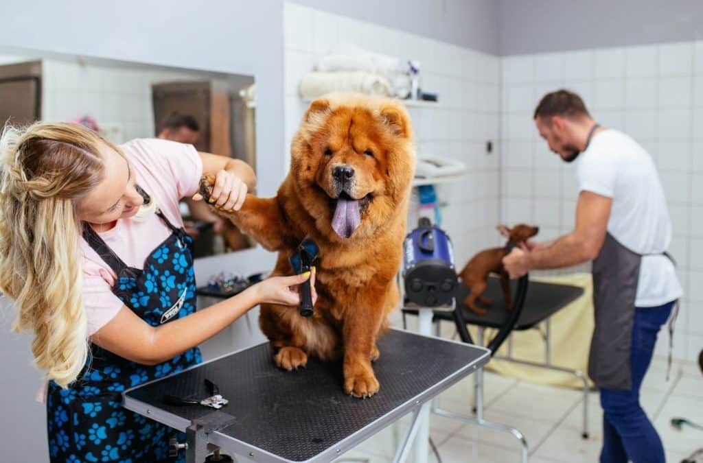 Chow -chow dog at grooming salon