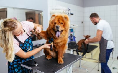 Premium Dog Boarding, Pet Grooming, and Cat Desexing Services in the North Shore and Eastern Suburbs