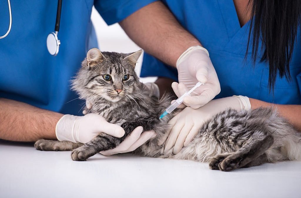 Cat getting a vaccine at the veterinary clinic.