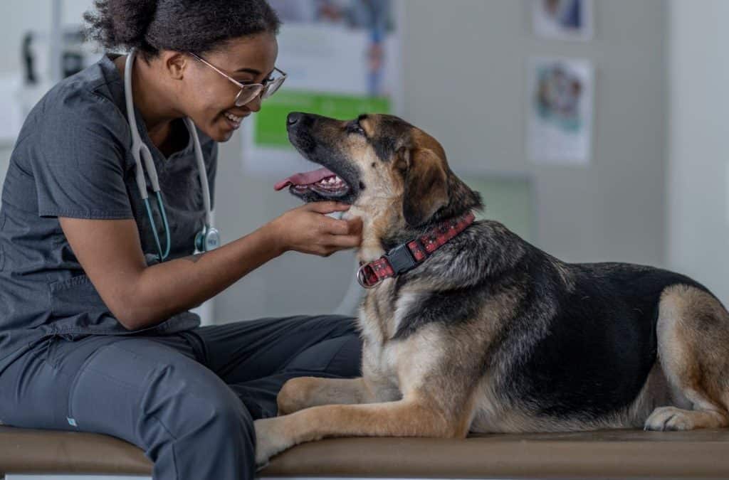 A large breed black and brown dog lays down on an exam table while on a visit to the Veterinarian.