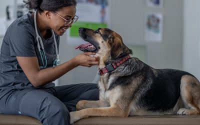Complete Veterinary Care for Your Beloved Pets On the North Shore