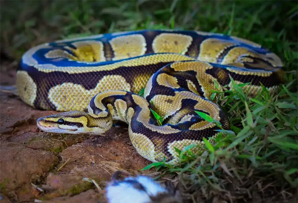 Protecting your pets from snakes snakes