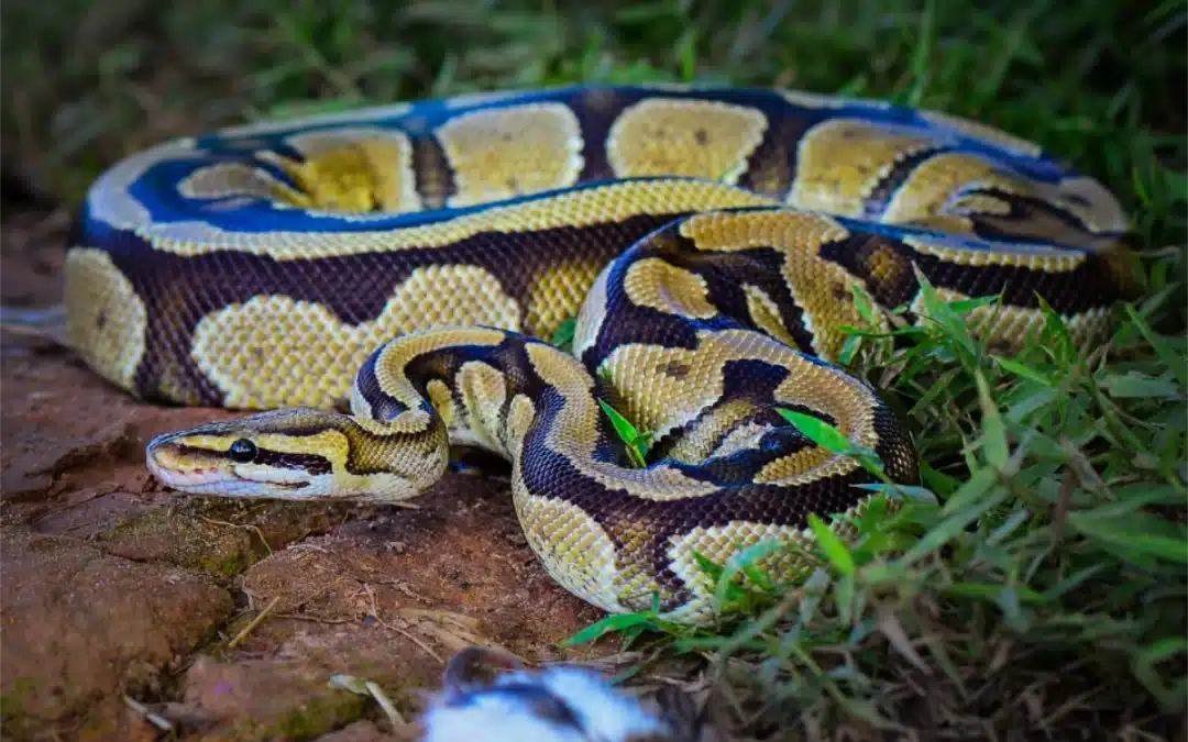 Protecting your pets from snakes