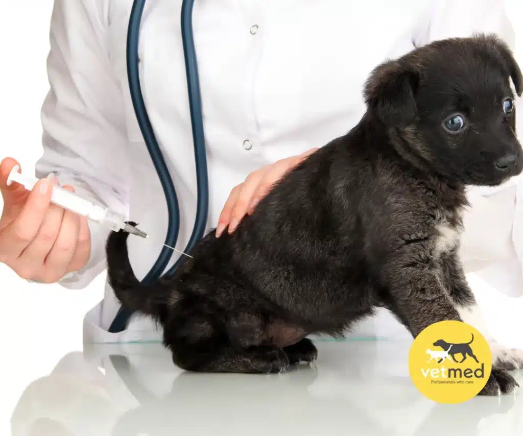 Puppy getting vaccinated