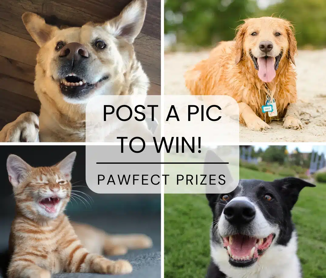 Social Post 1 Post a pic
