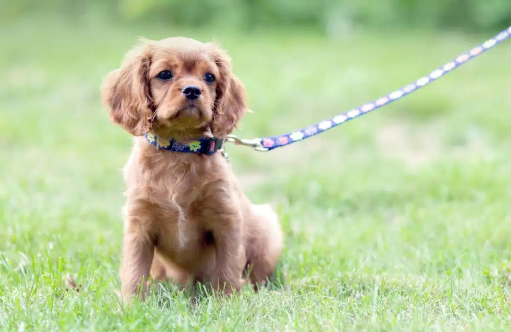 When is it safe to walk my new puppy When is it safe to walk my new puppy