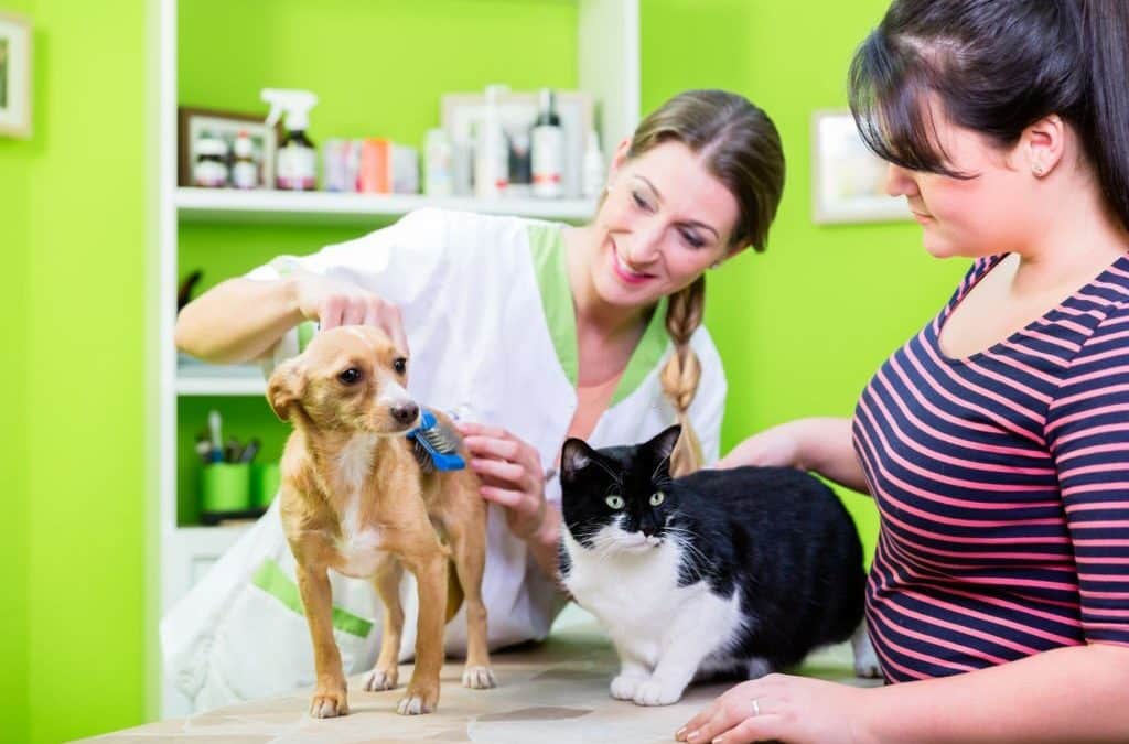 Cat and dog together at vet or pet hairdresser
