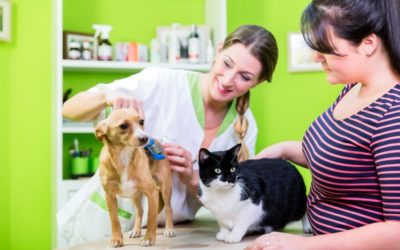 Comprehensive Pet Care at Vet Med: Cat Vaccinations and Dog Grooming on the North Shore