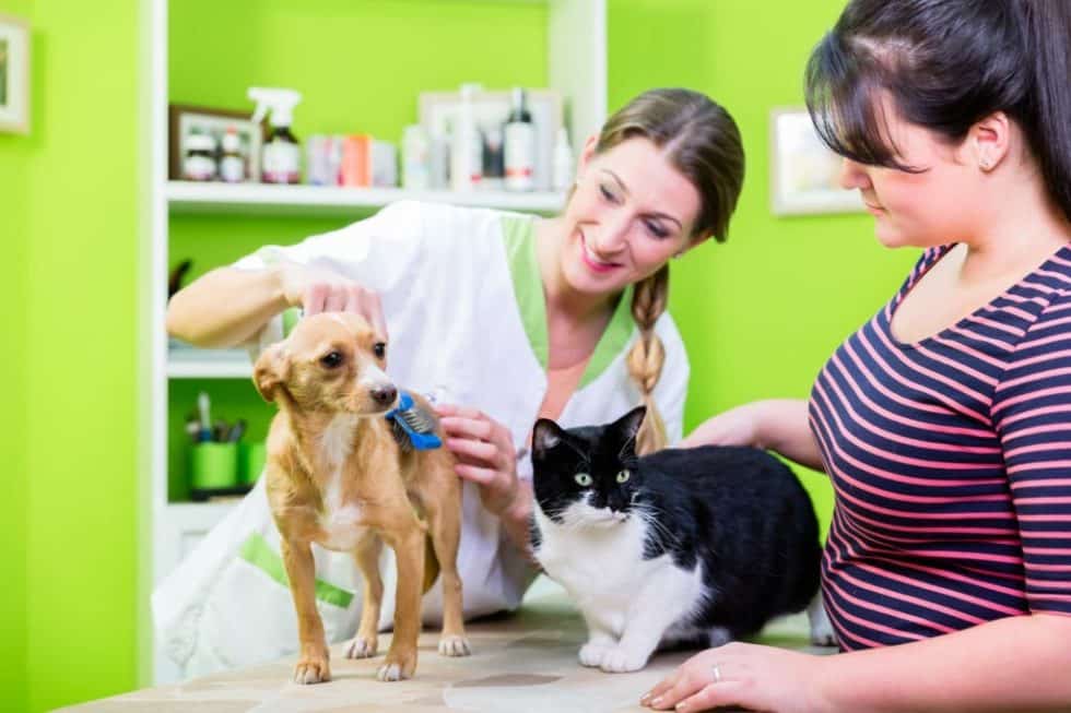 Comprehensive Pet Care at Vet Med Cat Vaccinations and Dog Grooming on