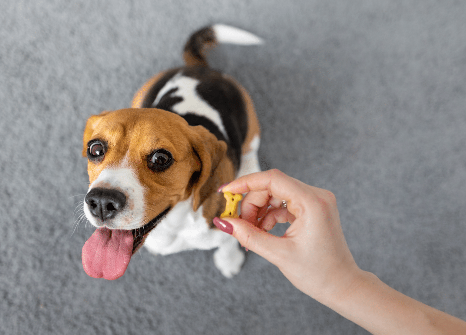 Dog looking at the owner hand for food