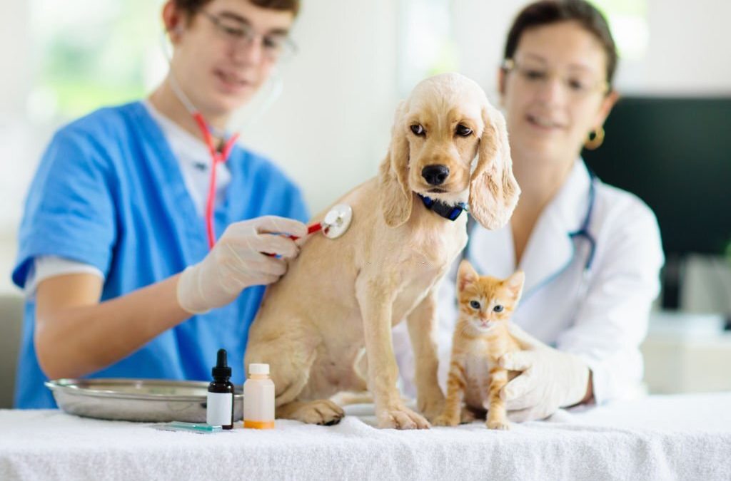 Vet examining dog and cat. Puppy and kitten at veterinarian doctor. Animal clinic. Pet check up and vaccination. Health care for dogs and cats.
