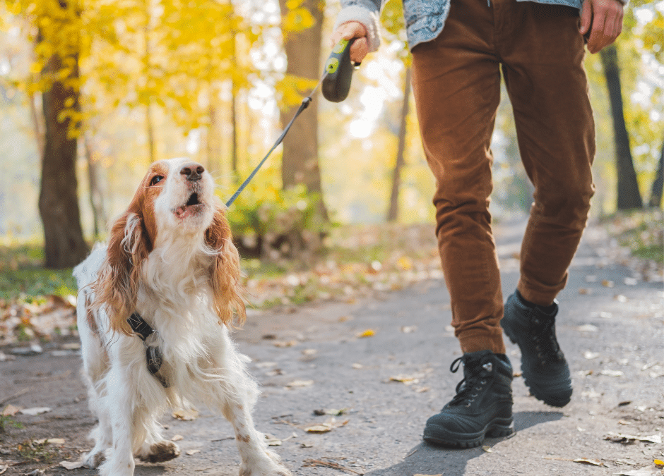 Dog going for walk in his owner