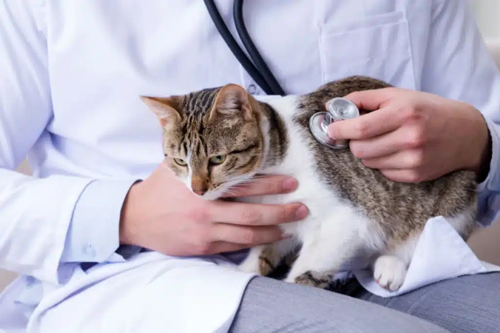 Cat at the vets-How to choose the best vet near you