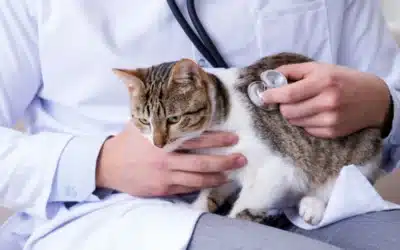 How to Choose the Best Vet Near You