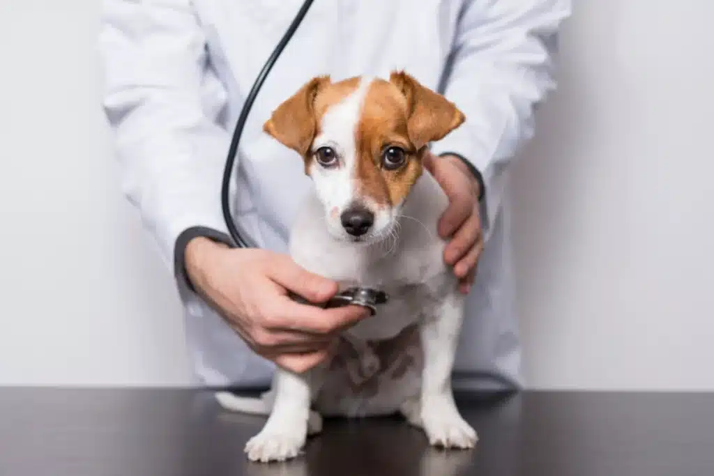 Puppy at Vets -Tips for Managing Pet Healthcare Costs