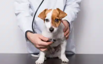 Tips for Managing Pet Healthcare Costs