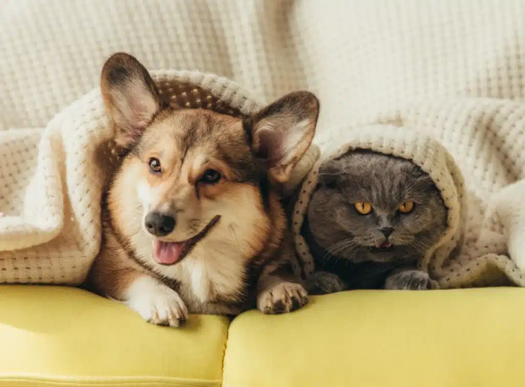 Dog and cat under blanket