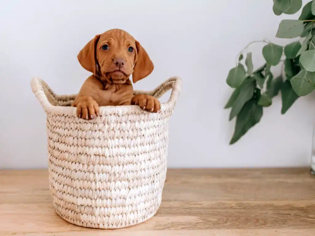 Puppy in a basket