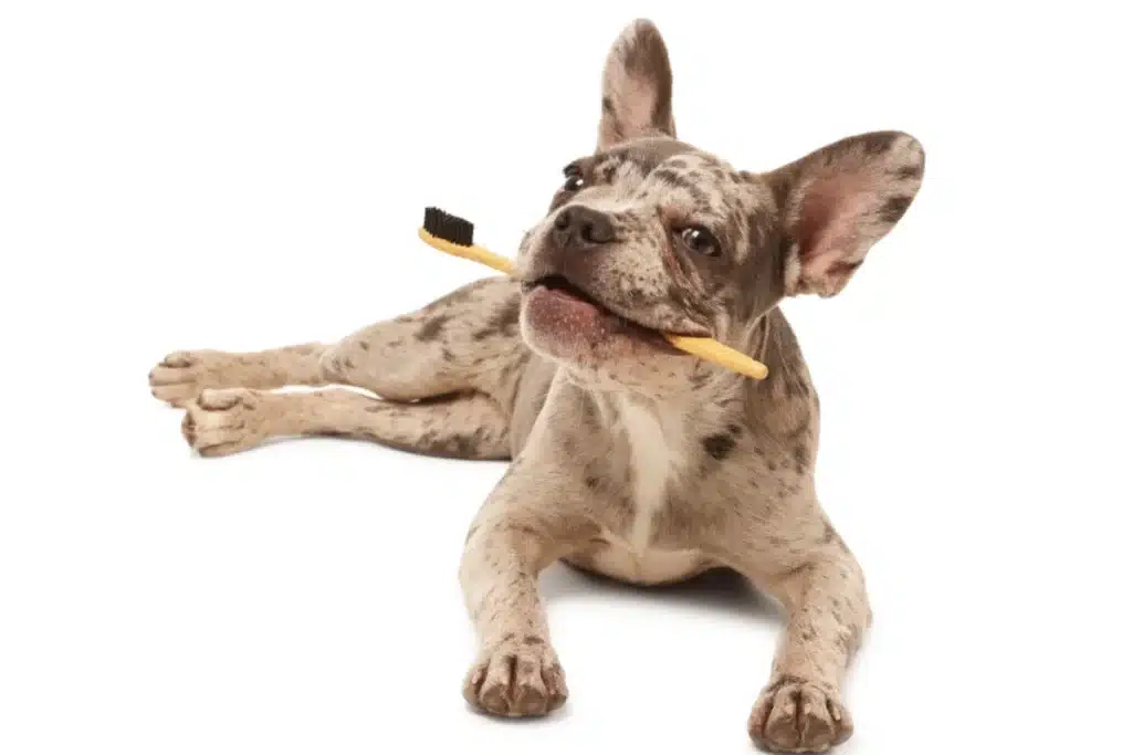 Preventative Teeth dog with toothbruth Preventative Teeth dog with toothbruth
