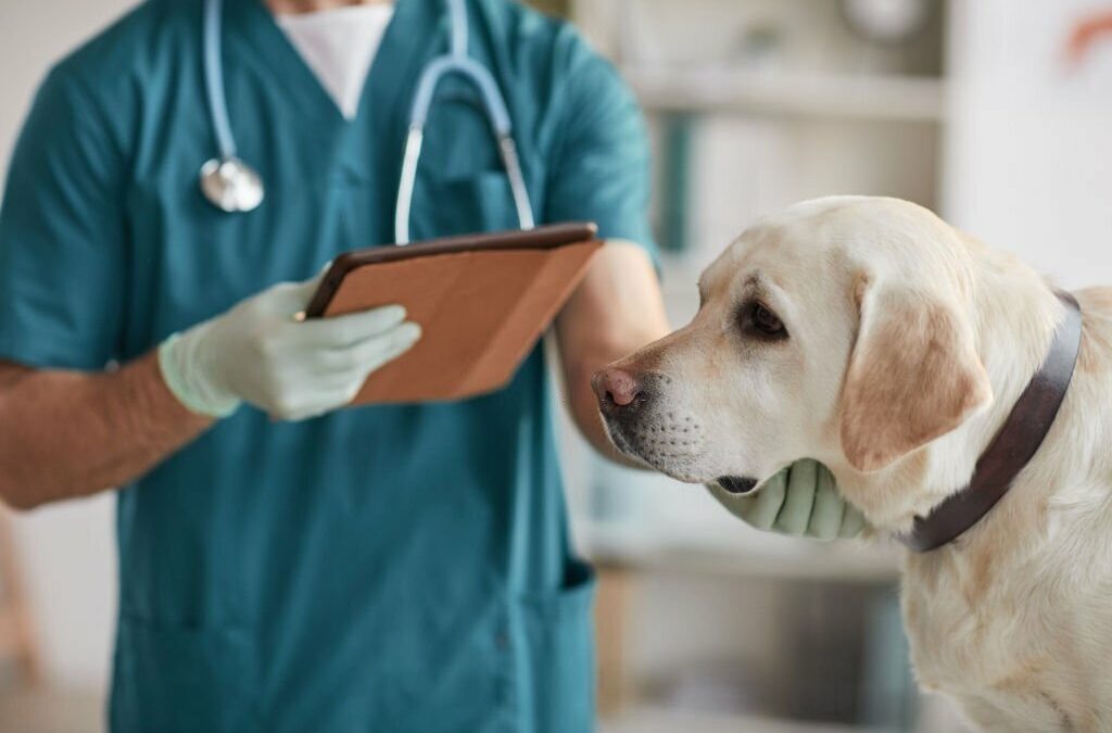 Cropped portrait of unrecognizable male veterinarian examining white Labrador dog at vet clinic, copy space