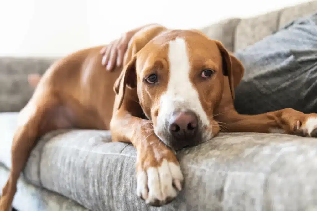 Senior Pet Care dog on lounge