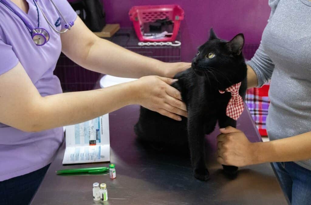 Beautiful elegant black cat being checked by his vet with the support of his owner.