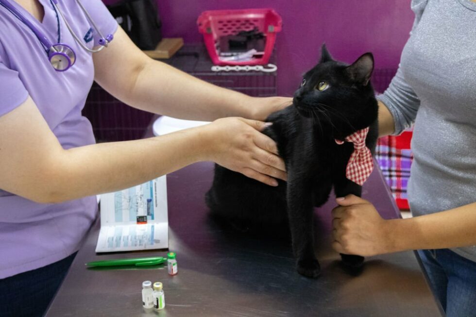 Best Vet Near Me in Sydney's North Shore and Eastern Suburbs