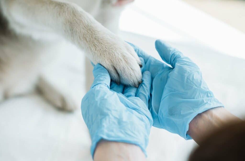 cropped image of veterinarian in latex gloves examining dog paw