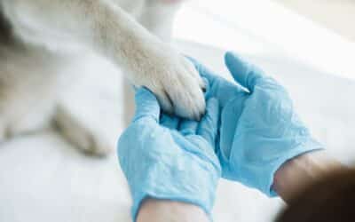 Quality Pet Care Services in Sydney’s Eastern Suburbs and North Shore