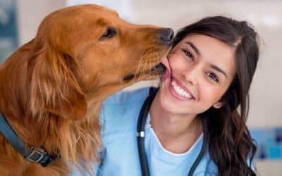Quality Veterinary Care in Frenchs Forest, North Shore: Your Pet’s Health Matters