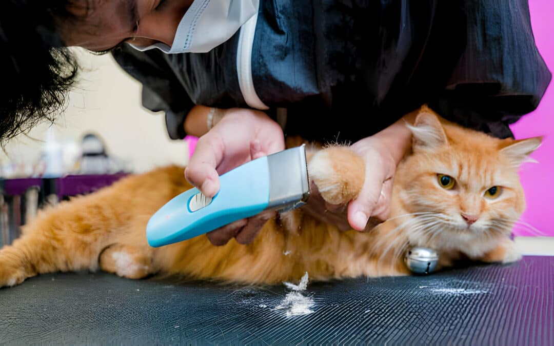 Tailored Care for Your Furry Friends: Dog Grooming, Cat Boarding, and Desexing Services at VetMed