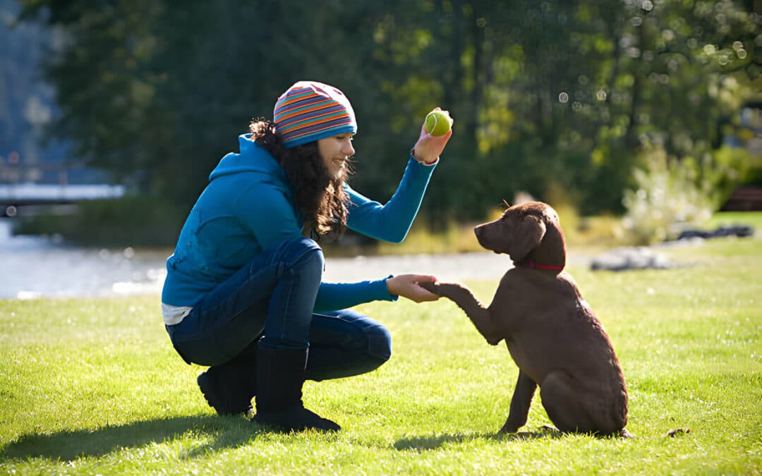 Puppy Training