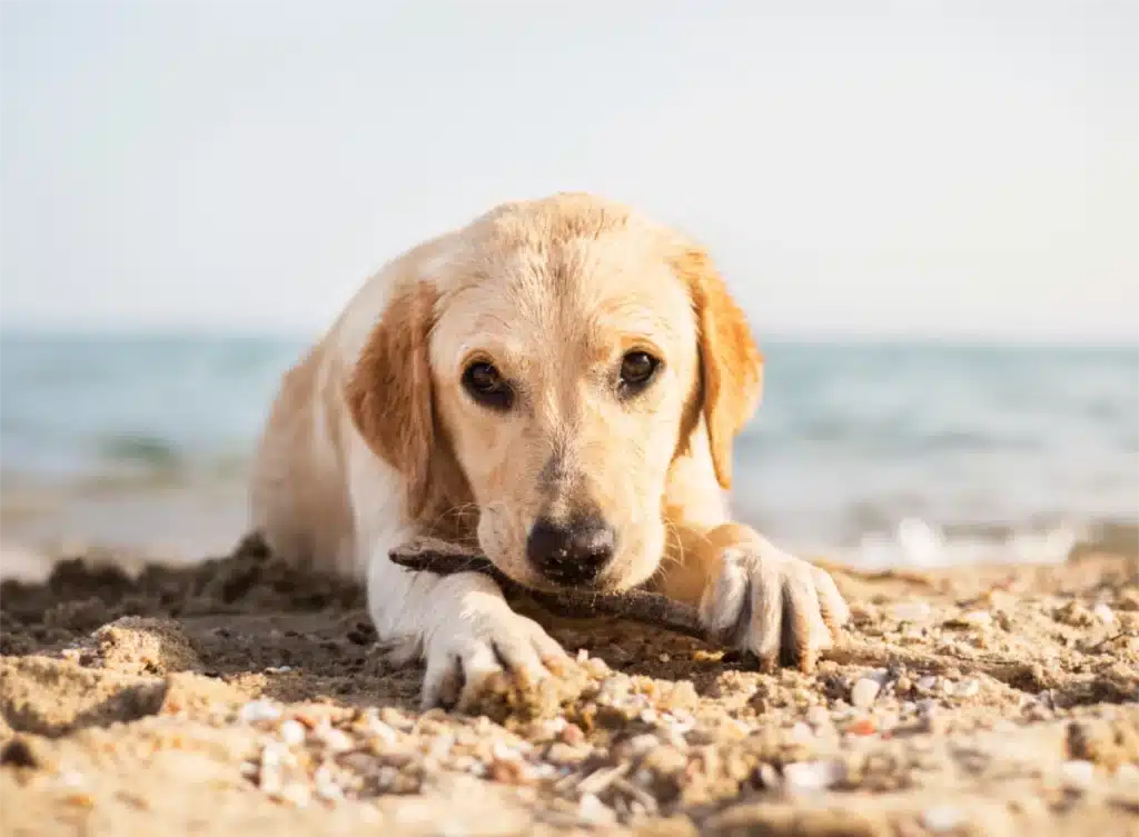 Summer Safety Tips keeping pets cool