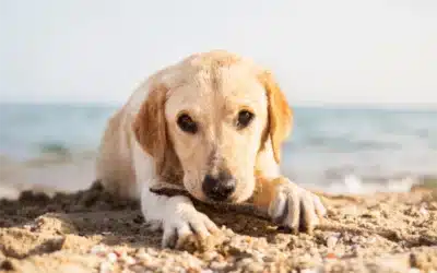 Summer Pet Safety Tips: Keeping Your Furry Friends Cool and Comfortable