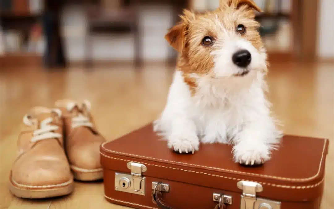 Wander Paws: A Guide to Travelling with Pets