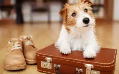 Wander Paws: A Guide to Travelling with Pets